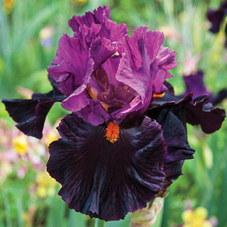 Fiery Temper Bearded Iris Seeds